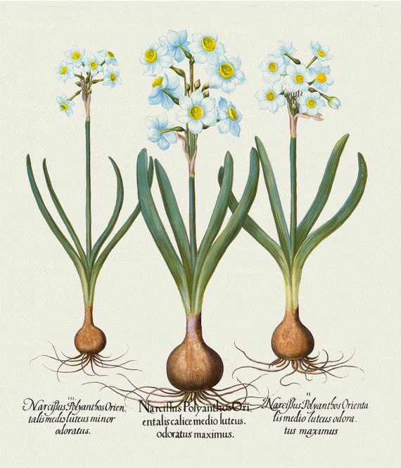 Basilius Besler ,Hortus Eystettensis, Plate 64, 1613, botanical print (giclee) on canvas, 50x70cm. or 20x25" approx.