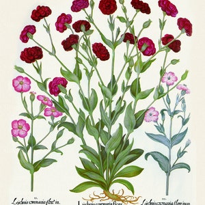 Basilius Besler, Hortus Eystettensis, Plate 251, 1613, botanischer Druck (Giclee) auf Leinwand, 50x70cm. oder 20x25" ca.
