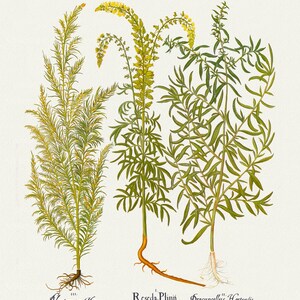 Basilius Besler, Hortus Eystettensis, Plate 164, 1613, botanischer Druck (Giclee) auf Leinwand, 50x70cm. oder 20x25" ca.