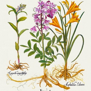 Basilius Besler ,Hortus Eystettensis, Tavola 130, 1613, stampa botanica (giclée) su tela, 50x70cm. o 20x25" ca.