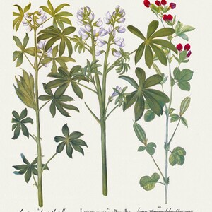 Basilius Besler, Hortus Eystettensis, Tafel 297, 1613, botanischer Druck (Giclee) auf Leinwand, 50x70cm. oder 20x25" ca.