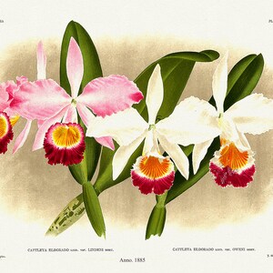 Orchid No. 409, 1885, Linden auth., stampa botanica (giclée) su tela, 50x70cm. o 20x25" ca.