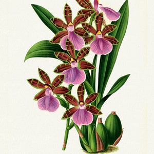 Orchid No. 673, 1885, Linden auth., stampa botanica (giclée) su tela, 50x70cm. o 20x25" ca.