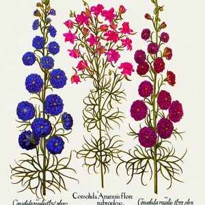 Basilius Besler ,Hortus Eystettensis, Lámina 178, 1613, grabado botánico (giclée) sobre lienzo, 50x70cm. o 20x25" aprox.