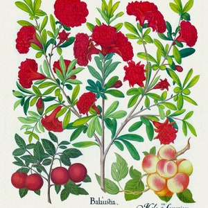 Basilius Besler, Hortus Eystettensis, Plate 142, 1613, botanischer Druck (Giclee) auf Leinwand, 50x70cm. oder 20x25" ca.