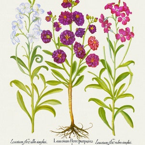 Basilius Besler ,Hortus Eystettensis, Tavola 167, 1613, stampa botanica (giclée) su tela, 50x70cm. o 20x25" ca.