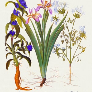 Basilius Besler ,Hortus Eystettensis, Lámina 124, 1613, grabado botánico (giclée) sobre lienzo, 50x70cm. o 20x25" aprox.