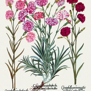 Basilius Besler ,Hortus Eystettensis, Tavola 309, 1613, stampa botanica (giclée) su tela, 50x70cm. o 20x25" ca.