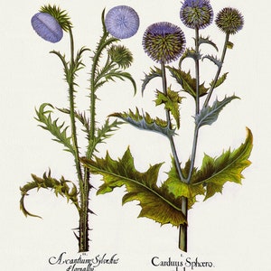 Basilius Besler ,Hortus Eystettensis, Plate 280, 1613, botanischer Druck (Giclee) auf Leinwand, 50x70cm. oder 20x25" ca.