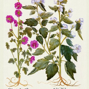 Basilius Besler ,Hortus Eystettensis, Tavola 219, 1613, stampa botanica (giclée) su tela, 50x70cm. o 20x25" ca.