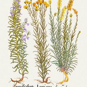 Basilius Besler, Hortus Eystettensis, Plate 162, 1613, botanischer Druck (Giclee) auf Leinwand, 50x70cm. oder 20x25" ca.