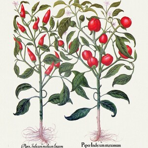 Basilius Besler ,Hortus Eystettensis, Lámina 329, 1613, grabado botánico (giclée) sobre lienzo, 50x70cm. o 20x25" aprox.