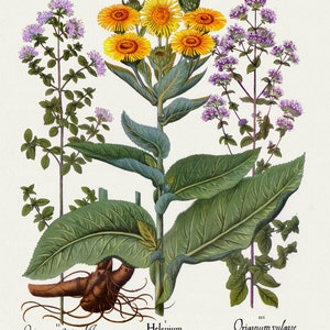 Basilius Besler ,Hortus Eystettensis, Tavola 336, 1613, stampa botanica (giclée) su tela, 50x70cm. o 20x25" ca.