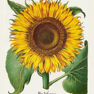 Basilius Besler ,Hortus Eystettensis, Tavola 204 V, 1613, stampa botanica (giclée) su tela, 50x70cm. o 20x25" ca.