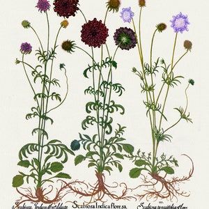 Basilius Besler ,Hortus Eystettensis, Lámina 259, 1613, grabado botánico (giclée) sobre lienzo, 50x70cm. o 20x25" aprox.