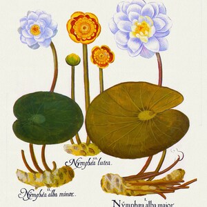 Basilius Besler, Hortus Eystettensis, Plate 111, 1613, botanischer Druck (Giclee) auf Leinwand, 50x70cm. oder 20x25" ca.
