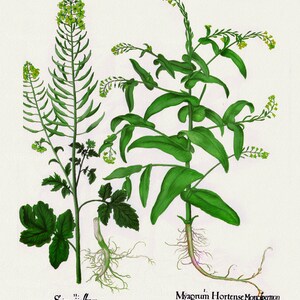 Basilius Besler, Hortus Eystettensis, Tafel 269, 1613, botanischer Druck (Giclee) auf Leinwand, 50x70cm. oder 20x25" ca.