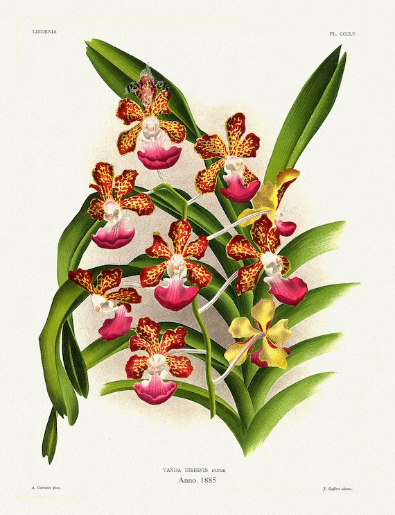 Orchid No. 355, 1885, Linden auth., botanical print (giclee) on canvas, 50x70cm. or 20x25" approx.