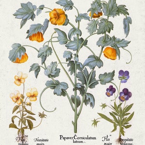 Basilius Besler ,Hortus Eystettensis, Tavola 289 O, 1613, stampa botanica (giclée) su tela, 50x70cm. o 20x25" ca.