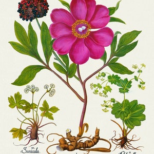 Basilius Besler, Hortus Eystettensis, Tafel 103, 1613, botanischer Druck (Giclee) auf Leinwand, 50x70cm. oder 20x25" ca.