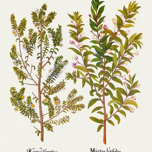 Basilius Besler ,Hortus Eystettensis, Tavola 146, 1613, stampa botanica (giclée) su tela, 50x70cm. o 20x25" ca.