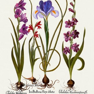 Basilius Besler ,Hortus Eystettensis, Tavola 201, 1613, stampa botanica (giclée) su tela, 50x70cm. o 20x25" ca.