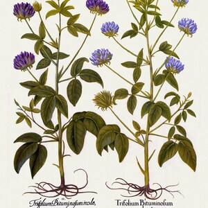 Basilius Besler ,Hortus Eystettensis, Tavola 272, 1613, stampa botanica (giclée) su tela, 50x70cm. o 20x25" ca.