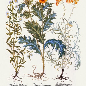 Basilius Besler ,Hortus Eystettensis, Plate 288 O, 1613, botanischer Druck (Giclee) auf Leinwand, 50x70cm. oder 20x25" ca.