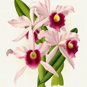 E Orchid No. 302, 1885, Linden auth., stampa botanica (giclée) su tela, 50x70cm. o 20x25" ca.