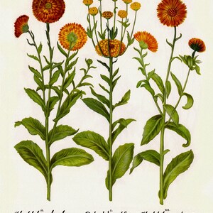 Basilius Besler ,Hortus Eystettensis, Tavola 206, 1613, stampa botanica (giclée) su tela, 50x70cm. o 20x25" ca.