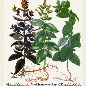 Basilius Besler ,Hortus Eystettensis, Tavola 228, 1613, stampa botanica (giclée) su tela, 50x70cm. o 20x25" ca.