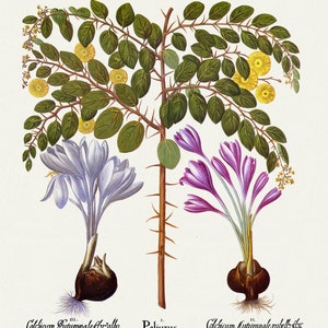 Con Basil Besler ,Hortus Eystettensis, tavola 353, 1613, stampa botanica (giclée) su tela, 50x70cm. o 20x25" ca.