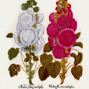 Basilius Besler ,Hortus Eystettensis, Lámina 222, 1613, grabado botánico (giclée) sobre lienzo, 50x70cm. o 20x25" aprox.