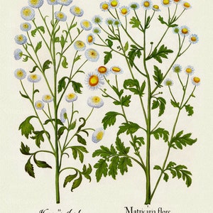 Basilius Besler ,Hortus Eystettensis, Plate 210, 1613, botanischer Druck (Giclee) auf Leinwand, 50x70cm. oder 20x25" ca.