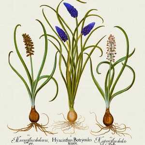 Basilius Besler ,Hortus Eystettensis, Tavola 42, 1613, stampa botanica (giclée) su tela, 50x70cm. o 20x25" ca.
