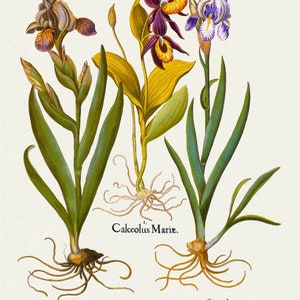 Basilius Besler ,Hortus Eystettensis, Tafel 121, 1613, botanischer Druck (Giclée) auf Leinwand, 50x70cm. oder 20x25" ca.