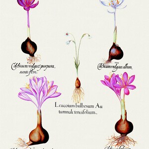 Basilius Besler ,Hortus Eystettensis, Tavola 350, 1613, stampa botanica (giclée) su tela, 50x70cm. o 20x25" ca.