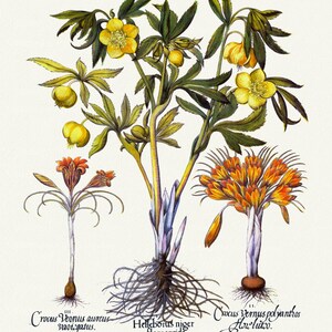 Basilius Besler ,Hortus Eystettensis, Tavola 363, 1613, stampa botanica (giclée) su tela, 50x70cm. o 20x25" ca.