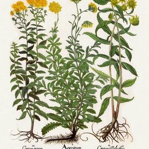 Basilius Besler ,Hortus Eystettensis, Tafel 211, 1613, botanischer Druck (Giclée) auf Leinwand, 50x70cm. oder 20x25" ca