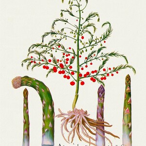 Basilius Besler, Hortus Eystettensis, Plate 134, 1613, botanischer Druck (Giclee) auf Leinwand, 50x70cm. oder 20x25" ca.