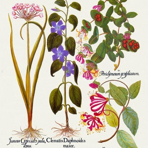 Basilius Besler, Hortus Eystettensis, Plate 129, 1613, botanischer Druck (Giclee) auf Leinwand, 50x70cm. oder 20x25" ca.