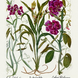 Basilius Besler, Hortus Eystettensis, Plate 299, 1613, botanischer Druck (Giclee) auf Leinwand, 50x70cm. oder 20x25" ca.