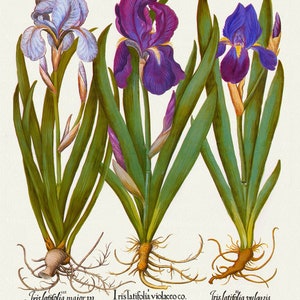 Basilius Besler ,Hortus Eystettensis, Plate 122, 1613, botanischer Druck (Giclee) auf Leinwand, 50x70cm. oder 20x25" ca.