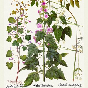 Basilius Besler ,Hortus Eystettensis, Tavola 220, 1613, stampa botanica (giclée) su tela, 50x70cm. o 20x25" ca.