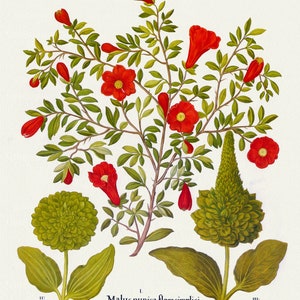 Basilius Besler, Hortus Eystettensis, Plate 141, 1613, botanischer Druck (Giclee) auf Leinwand, 50x70cm. oder 20x25" ca.