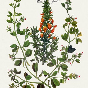 Basilius Besler, Hortus Eystettensis, Plate 262, 1613, botanischer Druck (Giclee) auf Leinwand, 50x70cm. oder 20x25" ca.