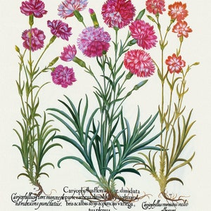 Basilius Besler ,Hortus Eystettensis, Lámina 308 O, 1613, grabado botánico (giclée) sobre lienzo, 50x70cm. o 20x25" aprox.