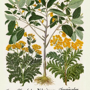 Basilius Besler ,Hortus Eystettensis, Plate 208, 1613, botanischer Druck (Giclee) auf Leinwand, 50x70cm. oder 20x25" ca.