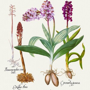 Basilius Besler ,Hortus Eystettensis, Tavola 195, 1613, stampa botanica (giclée) su tela, 50x70cm. o 20x25" ca.