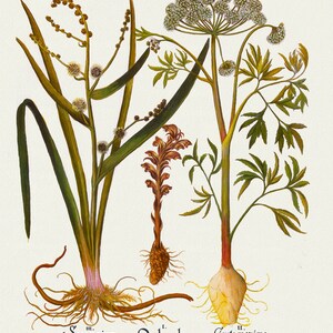 Basilius Besler ,Hortus Eystettensis, Tavola 110, 1613, stampa botanica (giclée) su tela, 50x70cm. o 20x25" ca.